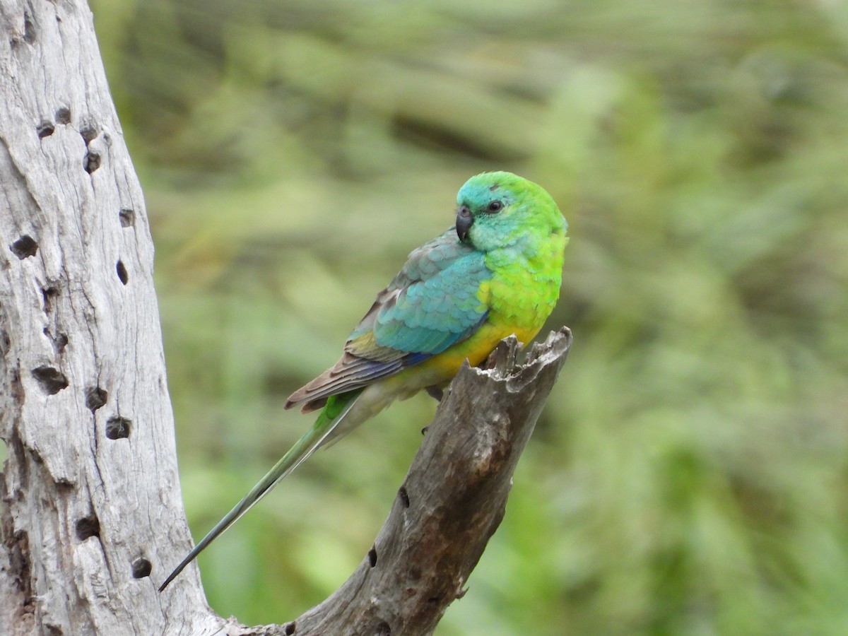 Red-rumped Parrot - ML643391172