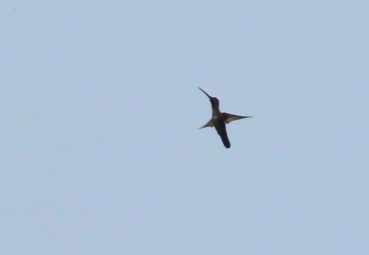 Long-billed Starthroat - ML643391175