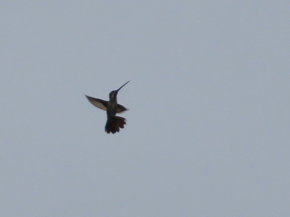 Long-billed Starthroat - ML643391177
