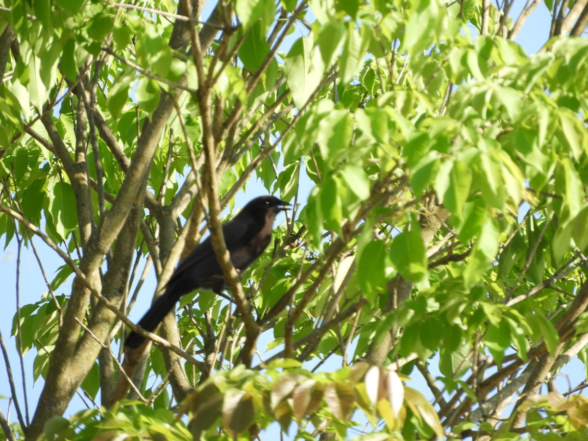 Purplish Jay - ML643391179