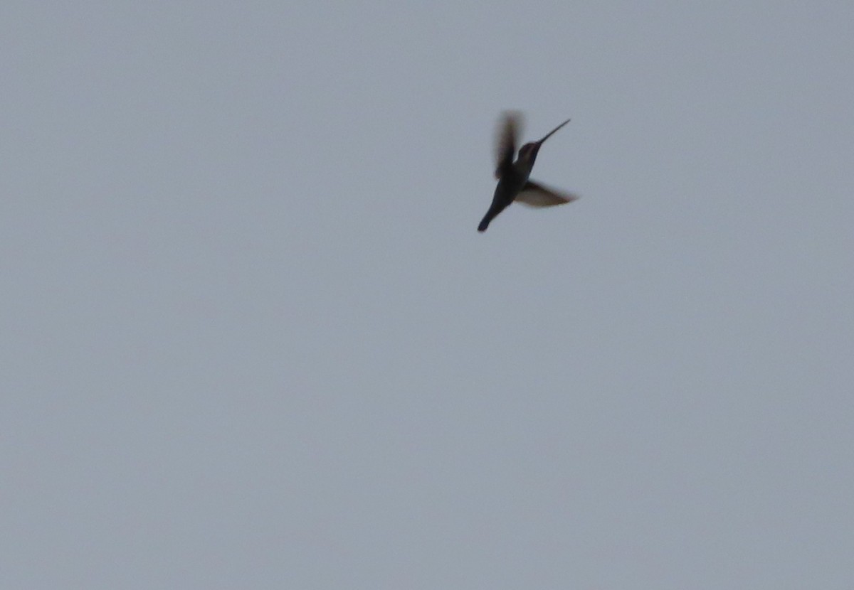 Long-billed Starthroat - ML643391181