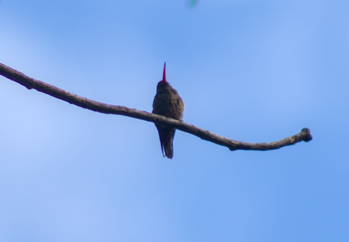 Gilded Hummingbird - ML643391182