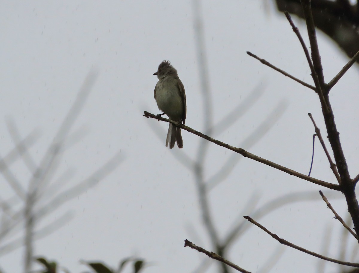 Northern Beardless-Tyrannulet - ML643391210