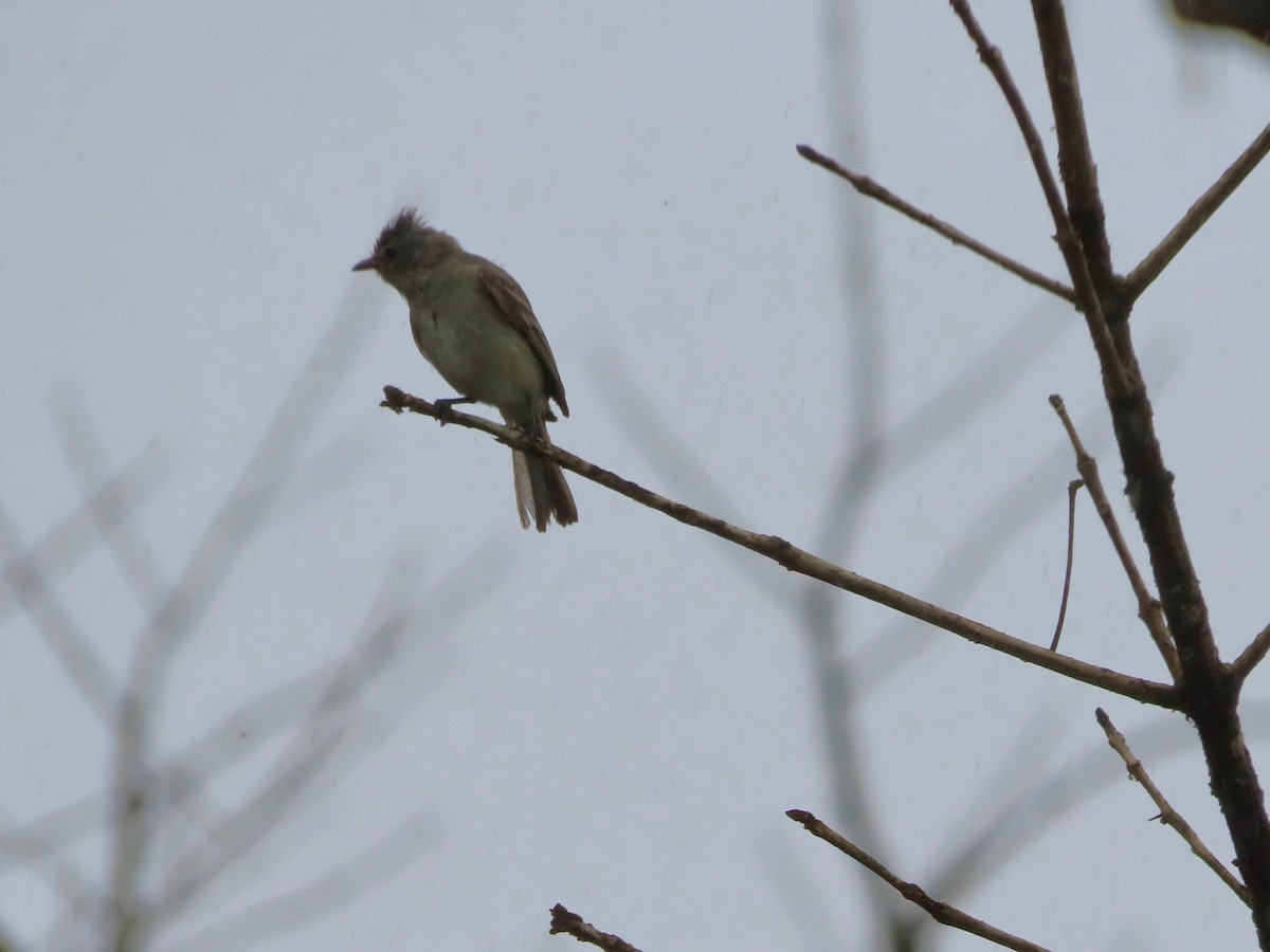 Northern Beardless-Tyrannulet - ML643391212