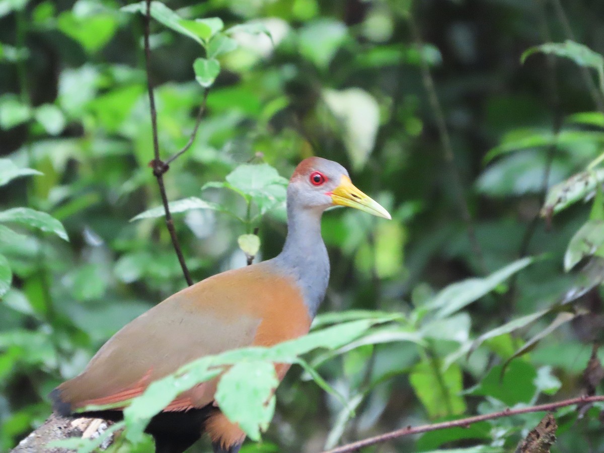 Russet-naped Wood-Rail - ML643391217