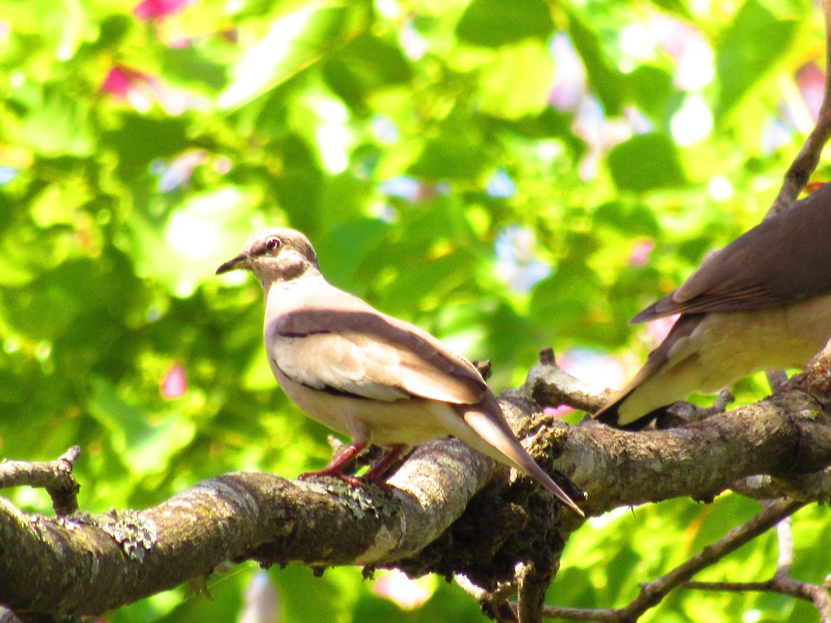 Picui Ground Dove - ML643391219