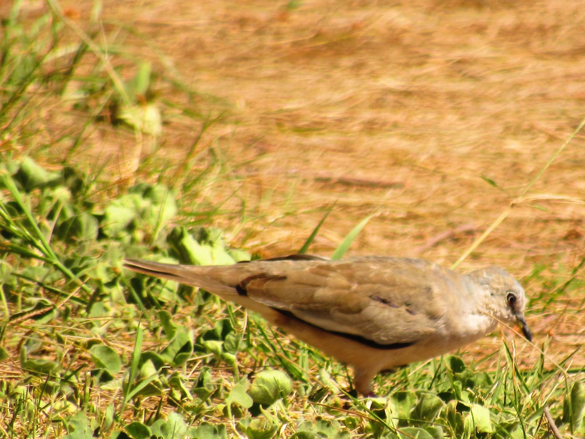 Picui Ground Dove - ML643391220