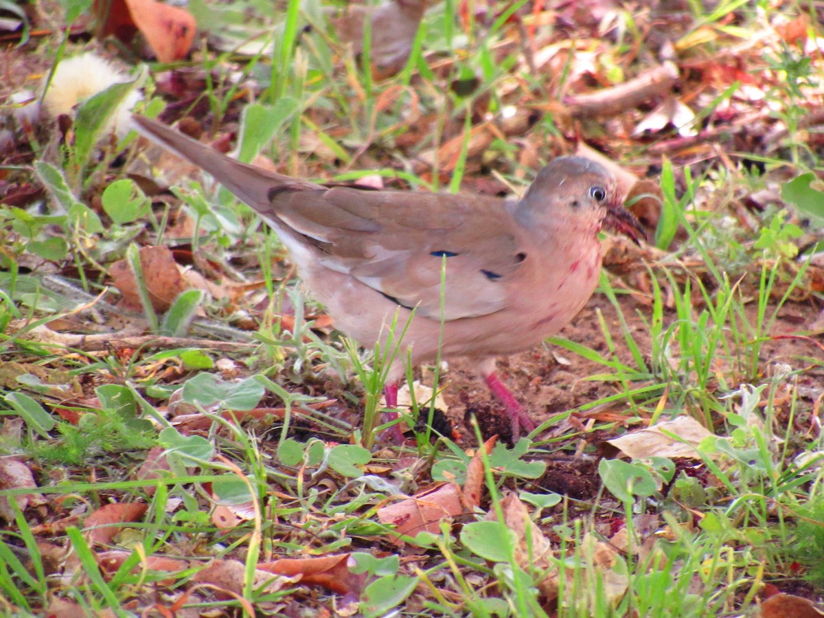 Picui Ground Dove - ML643391221