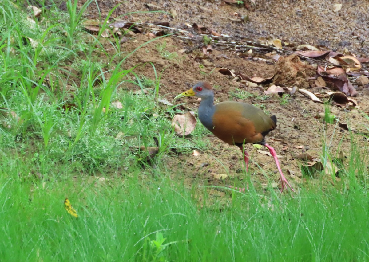 Russet-naped Wood-Rail - ML643391223