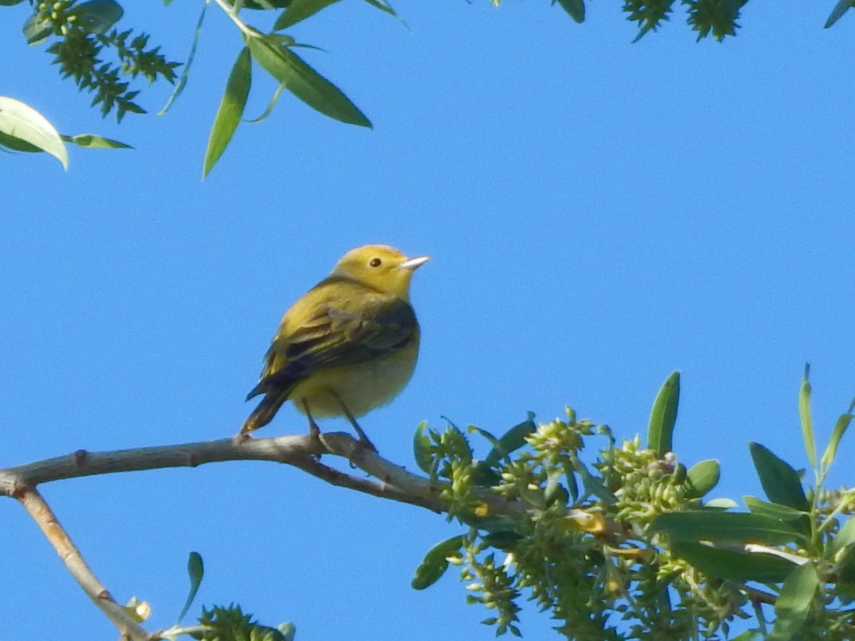 Yellow Warbler (Northern) - ML643391236
