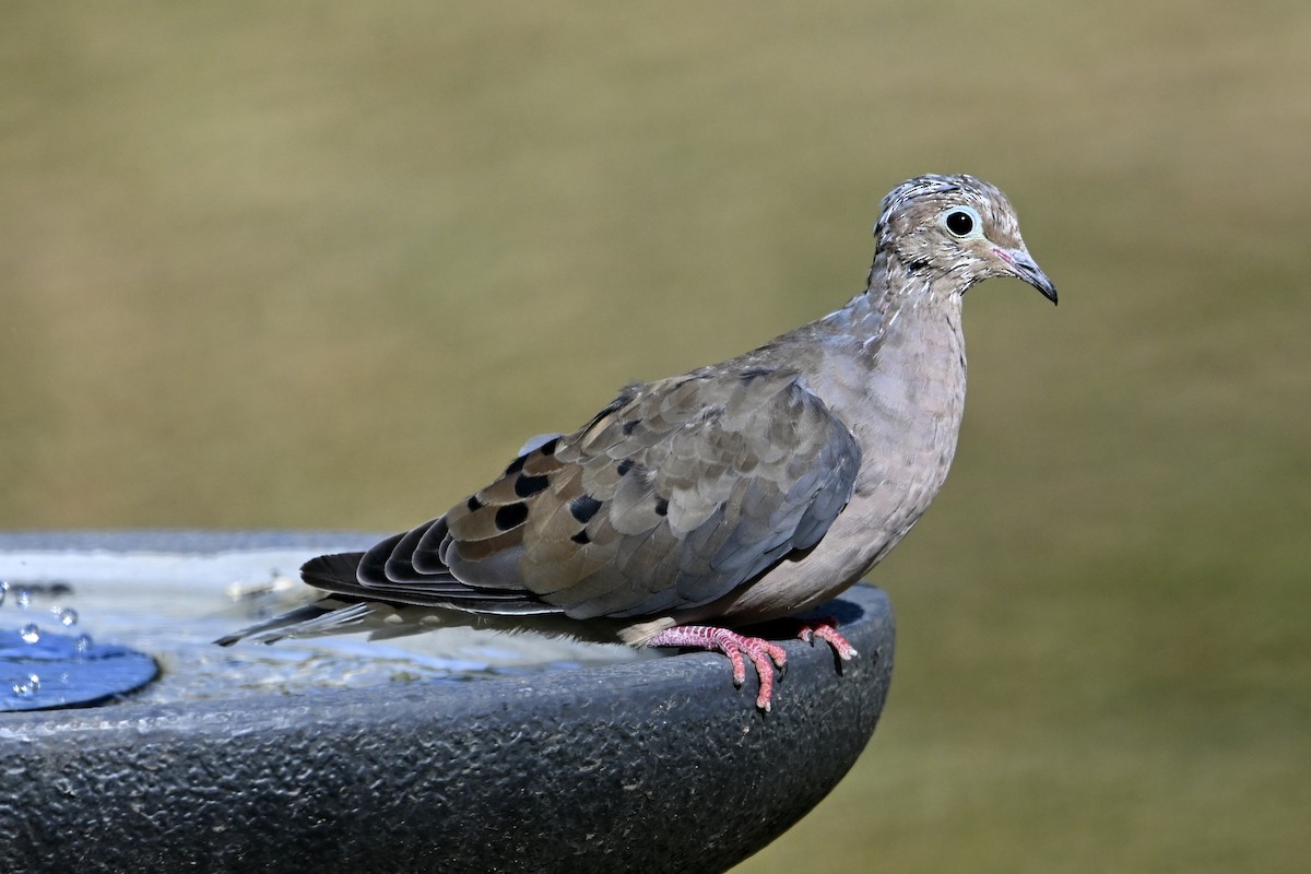 Mourning Dove - ML643391267