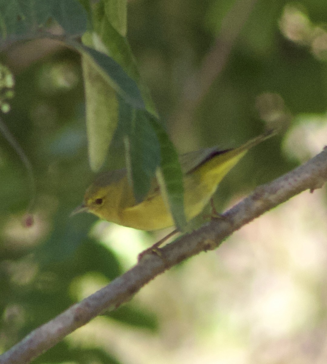 Orange-crowned Warbler - ML643391268