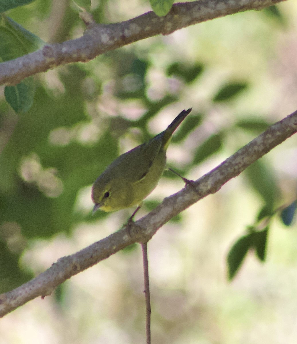 Orange-crowned Warbler - ML643391269