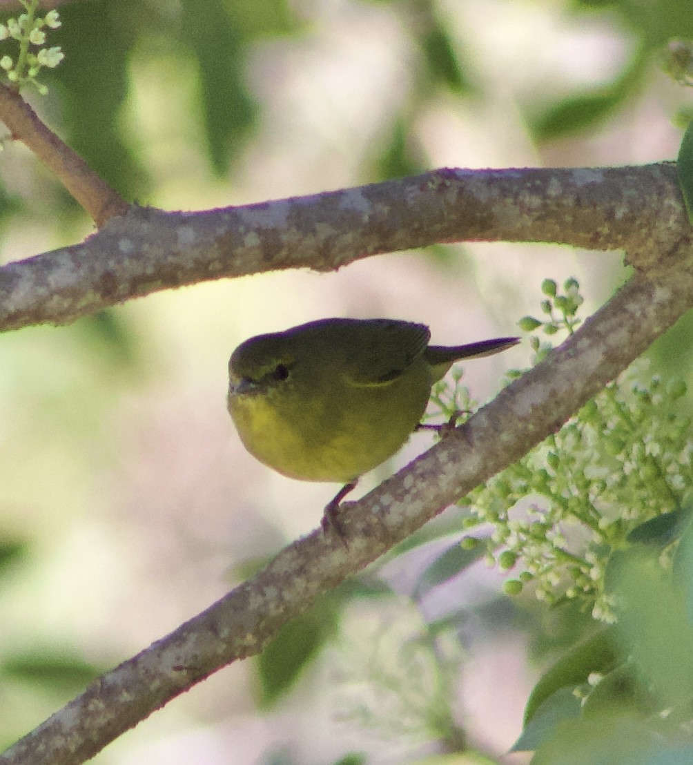 Orange-crowned Warbler - ML643391270