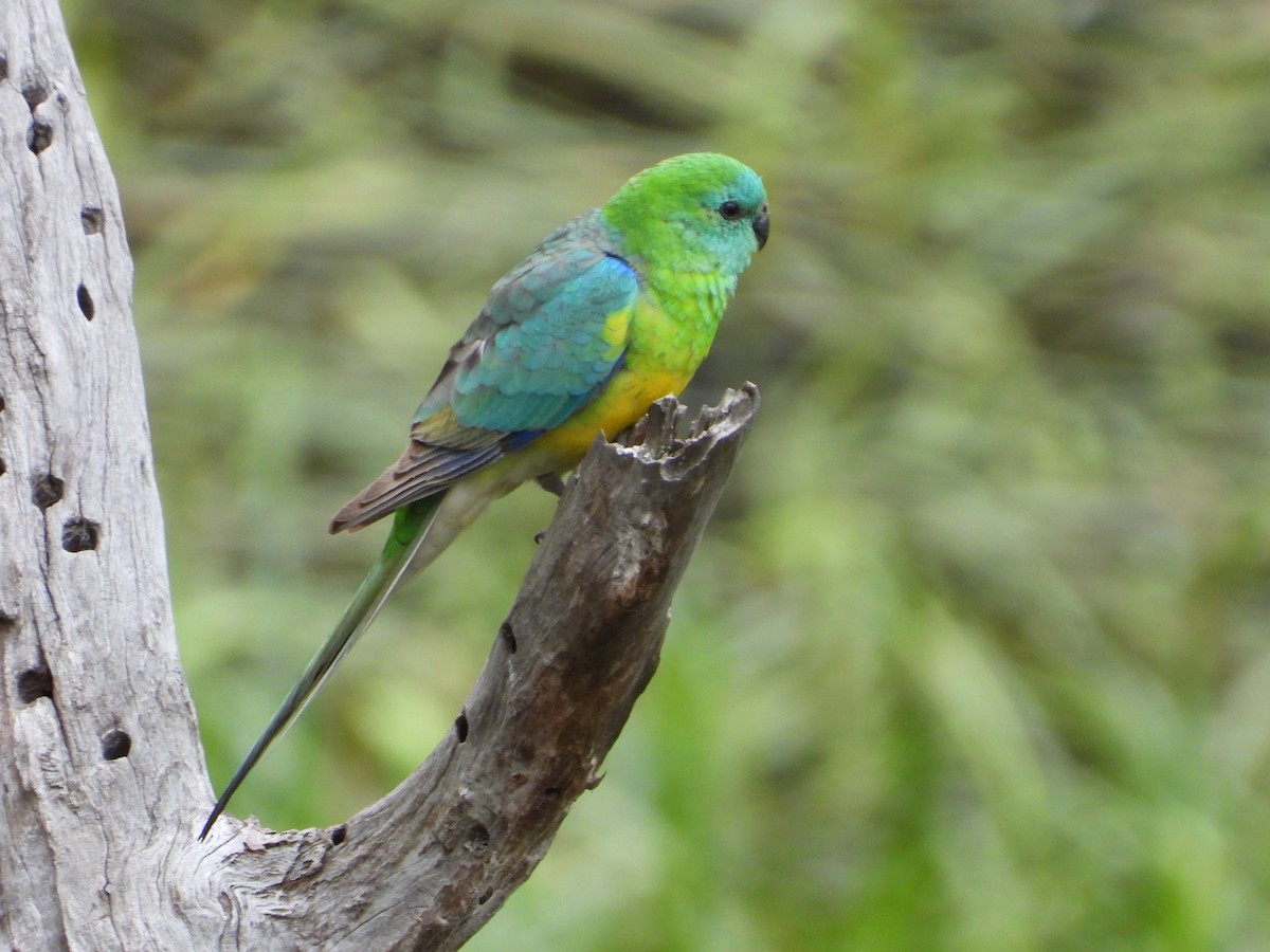 Red-rumped Parrot - ML643391271