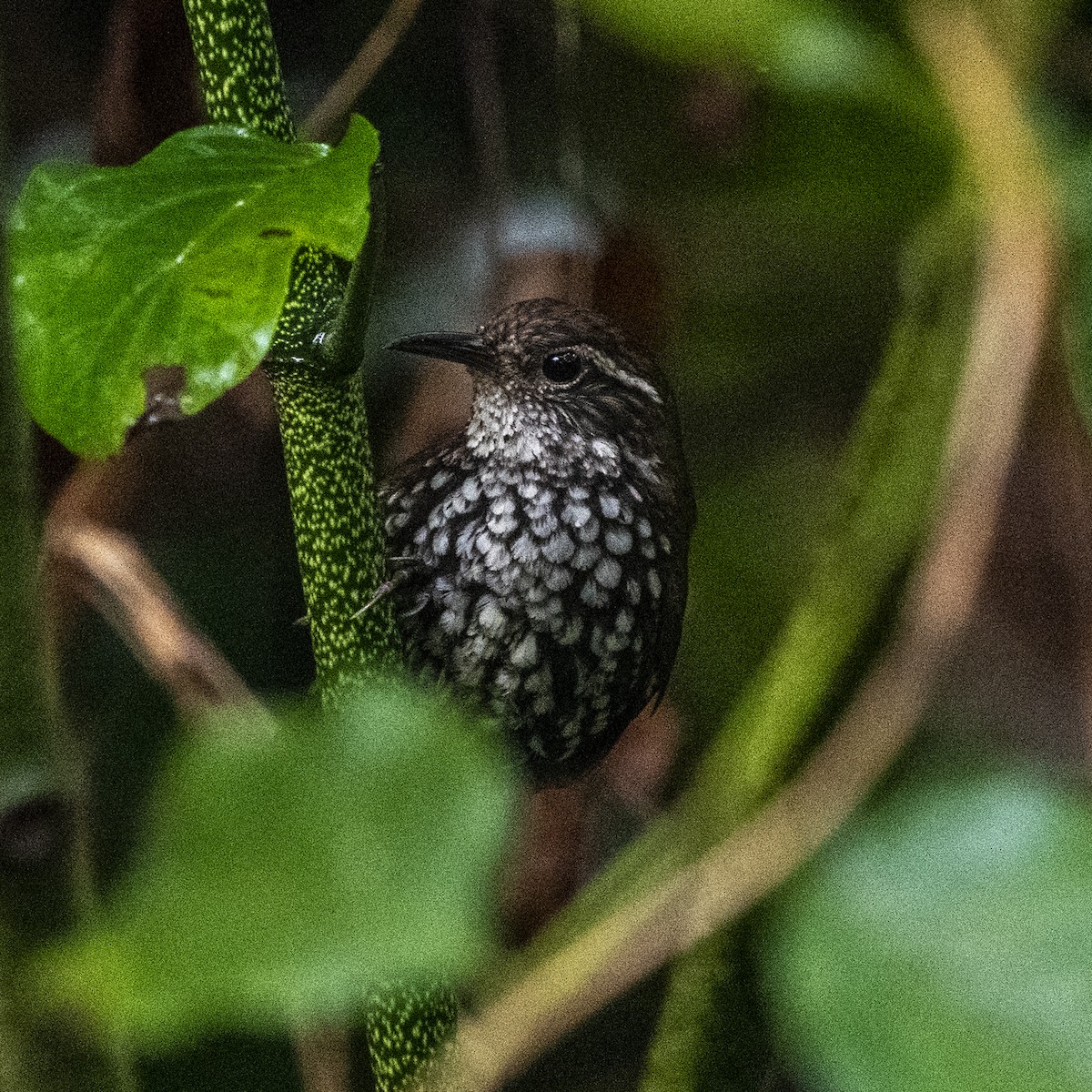 Sharp-tailed Streamcreeper - ML643391272