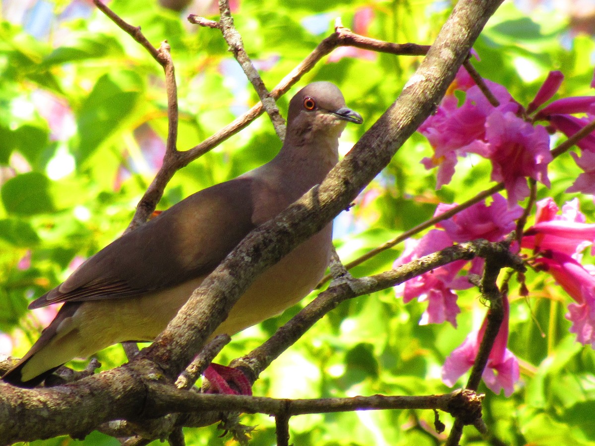 White-tipped Dove - ML643391282