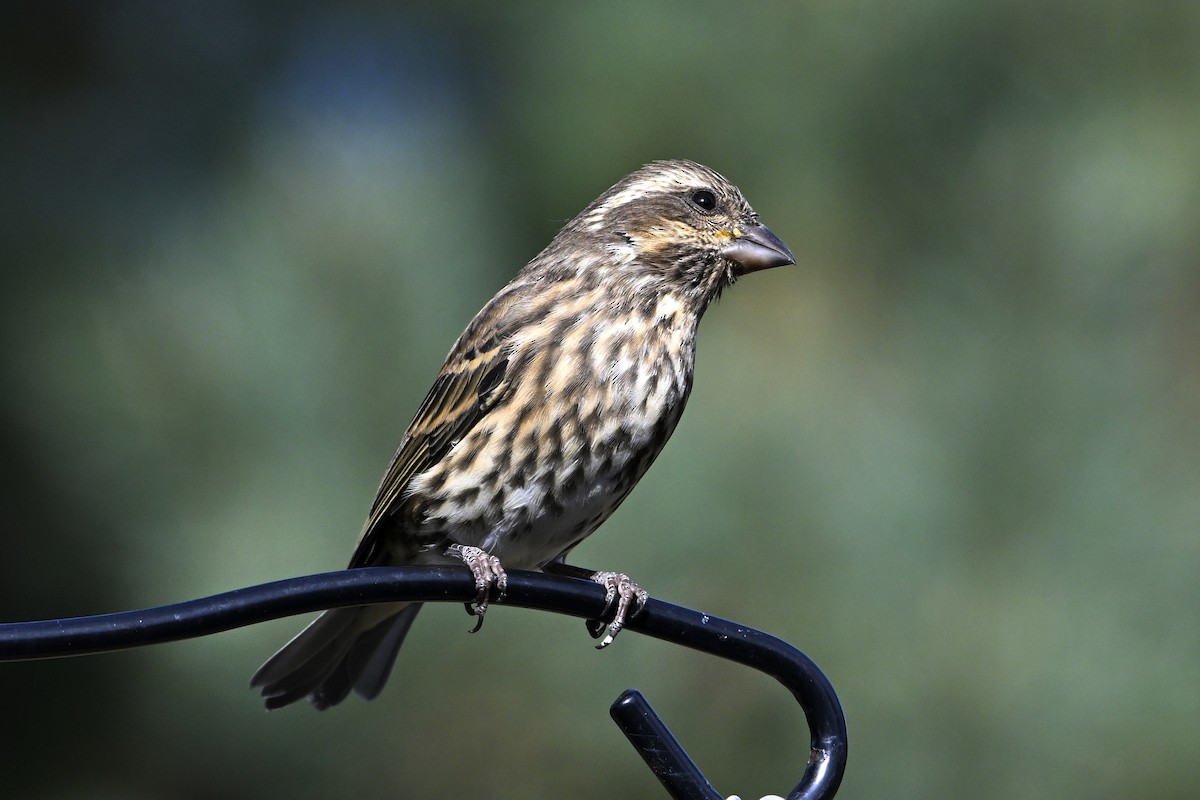 Purple Finch - ML643391289