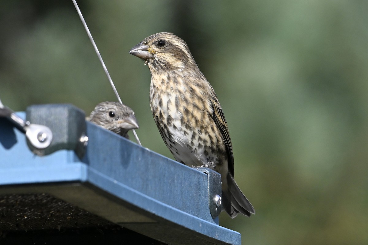 Purple Finch - ML643391291