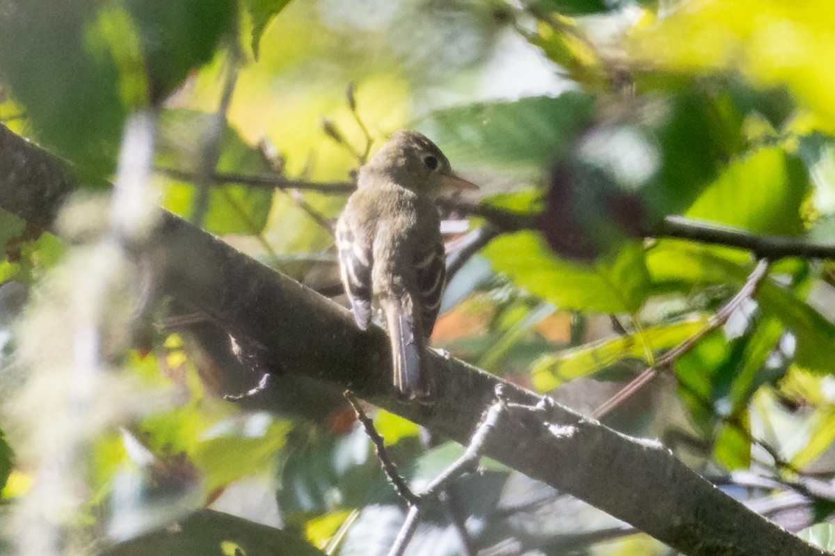 Western Flycatcher - ML643391293