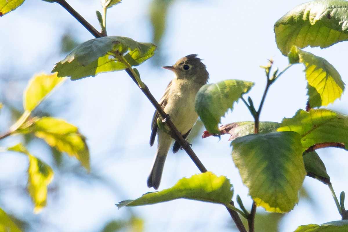 Western Flycatcher - ML643391294