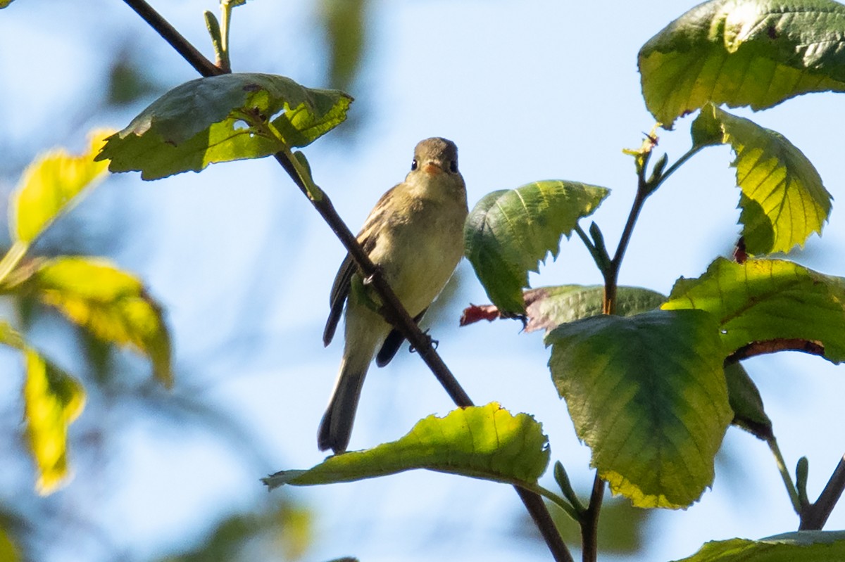 Western Flycatcher - ML643391295