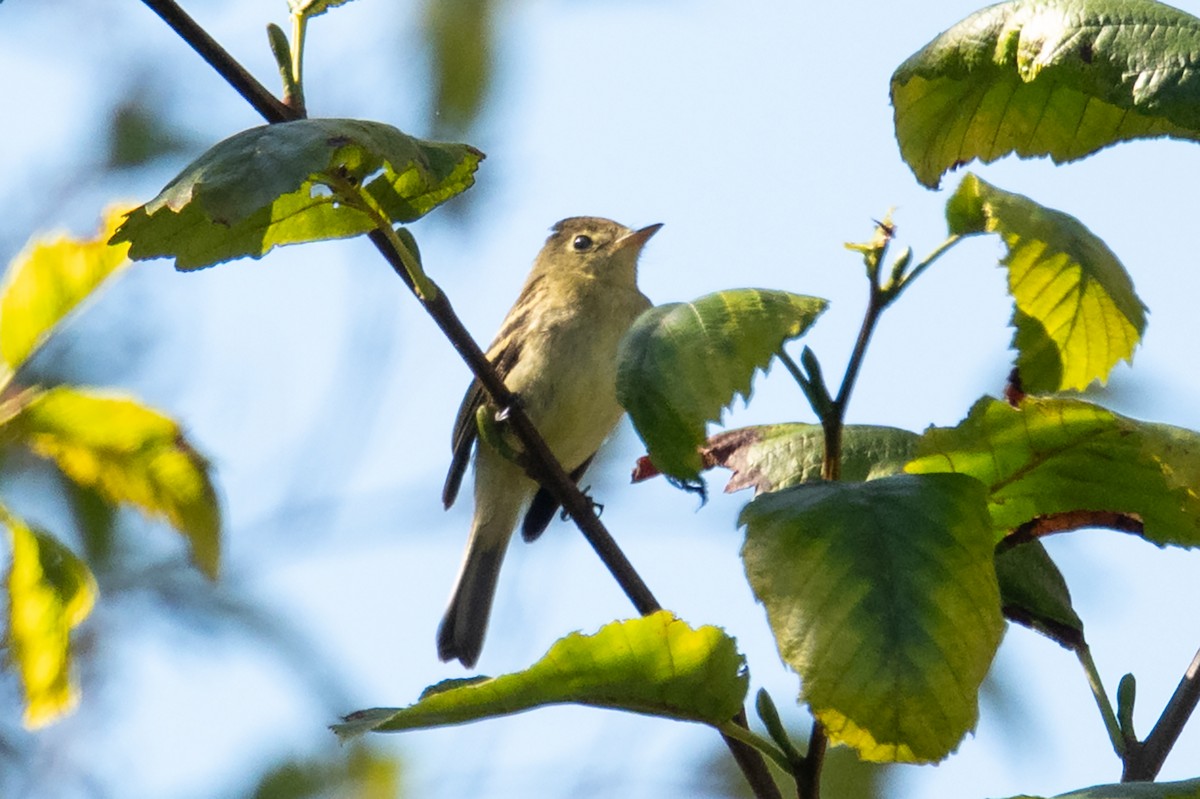 Western Flycatcher - ML643391296