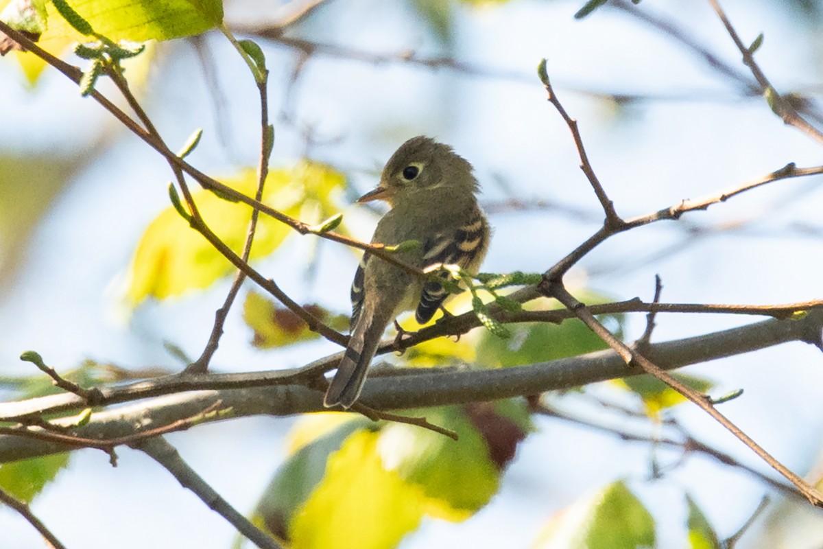 Western Flycatcher - ML643391297