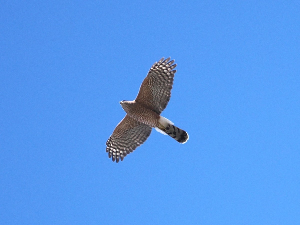 Cooper's Hawk - ML643391303
