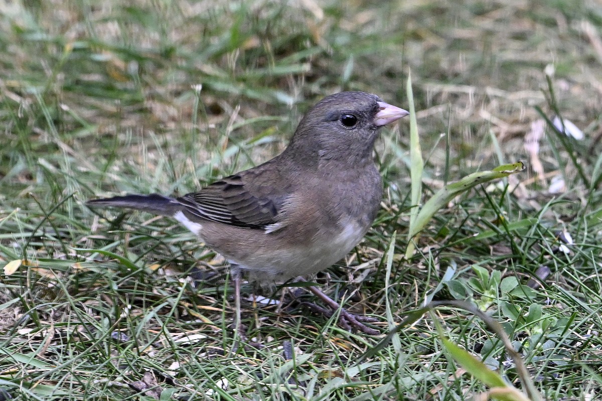 Junco ardoisé - ML643391306