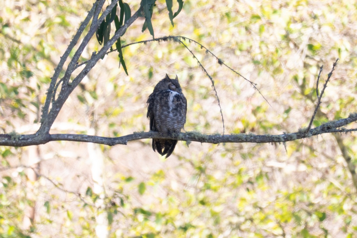 Great Horned Owl - ML643391309
