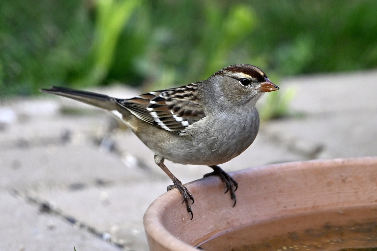 White-crowned Sparrow - ML643391311