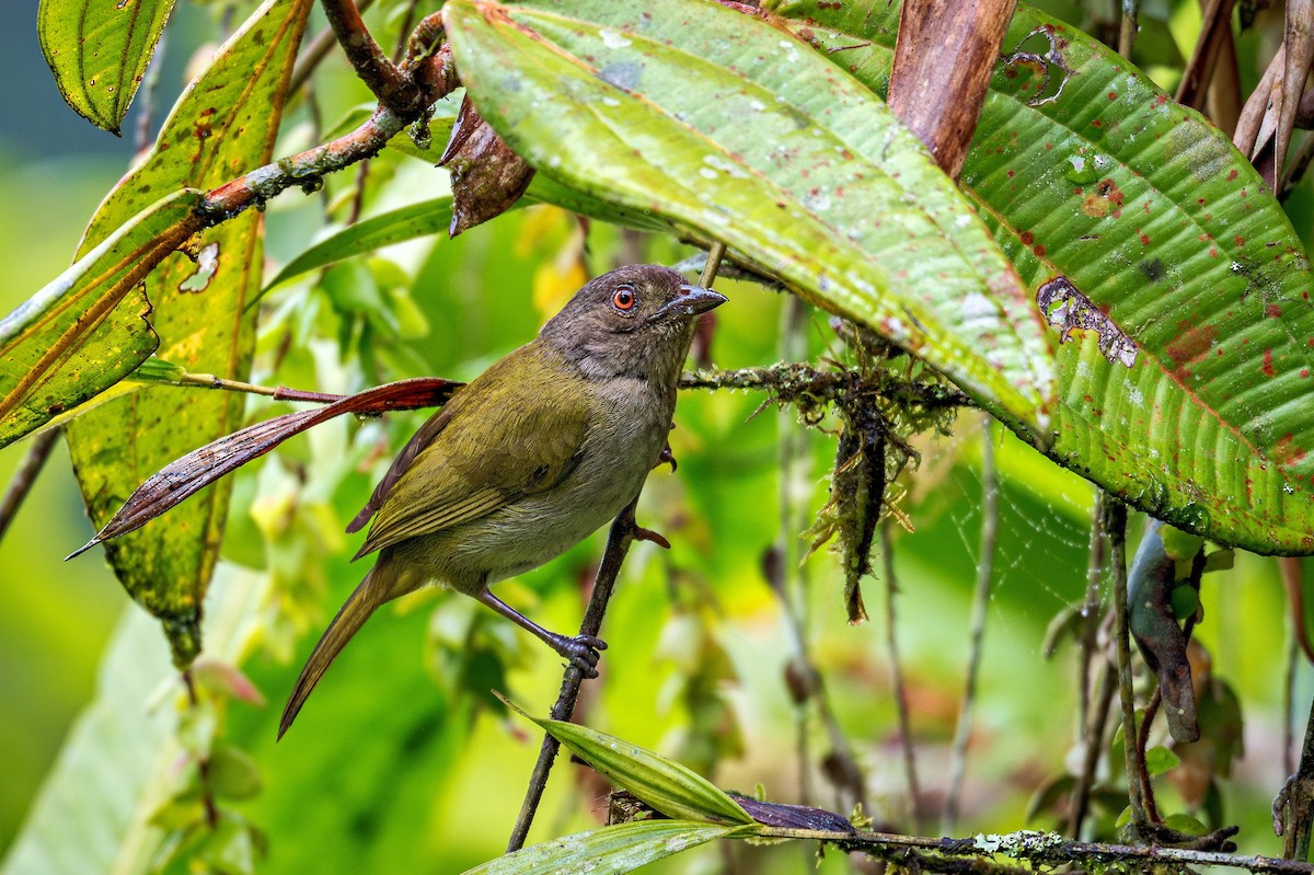 Dusky Chlorospingus - ML643391314
