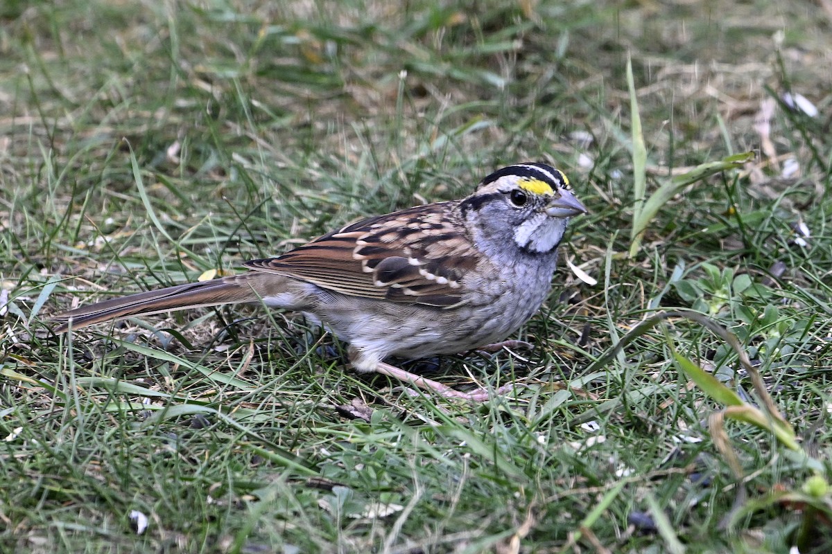 White-throated Sparrow - ML643391323