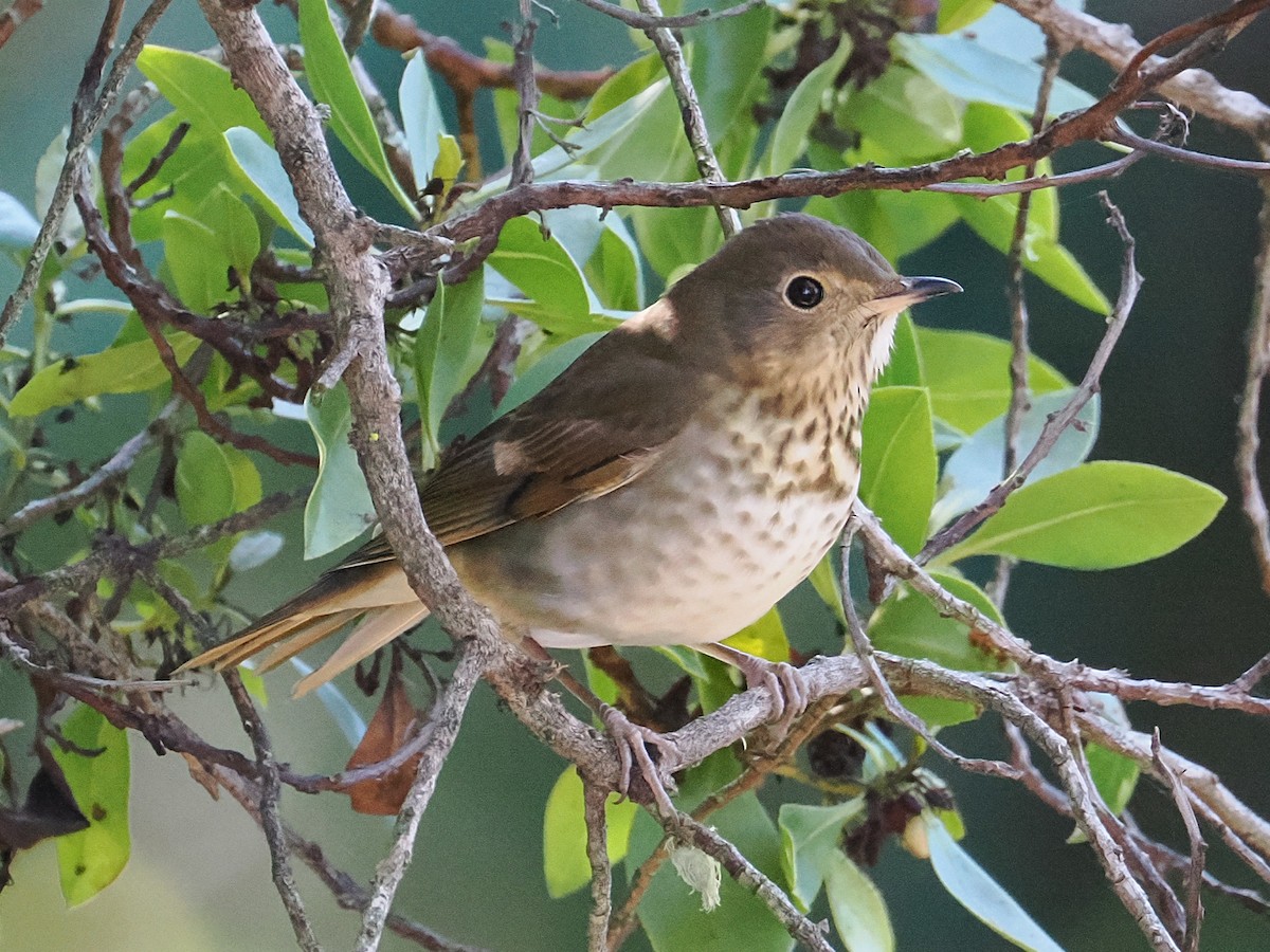 Swainson's Thrush - ML643391326