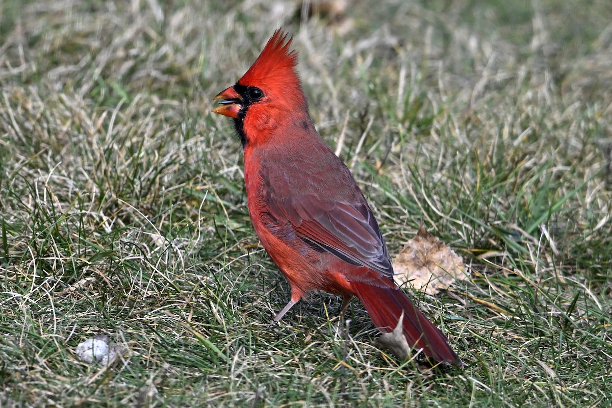 Northern Cardinal - ML643391341