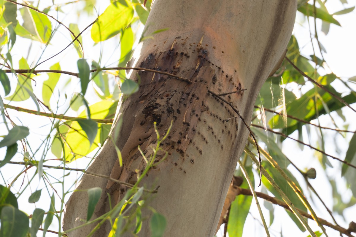 bird sp. - ML643391342