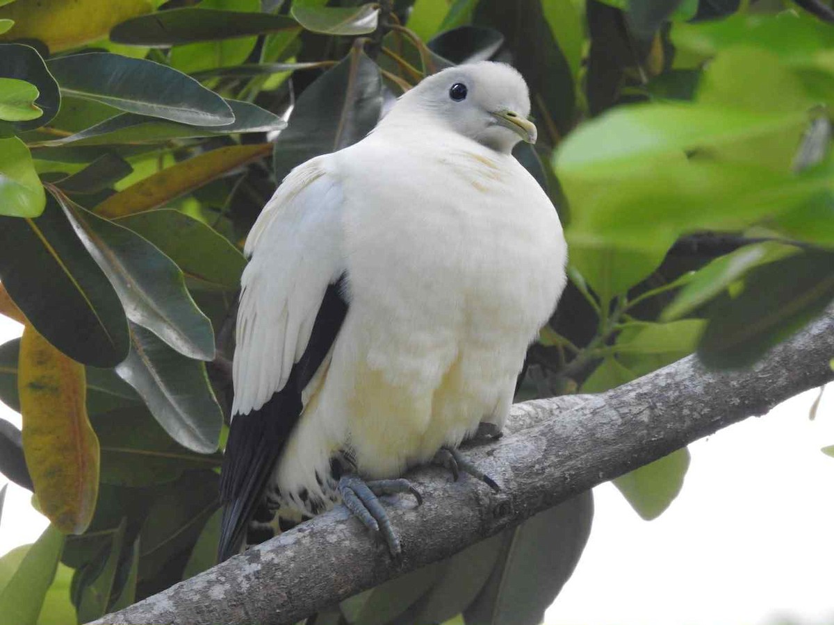 Torresian Imperial-Pigeon - ML643391343