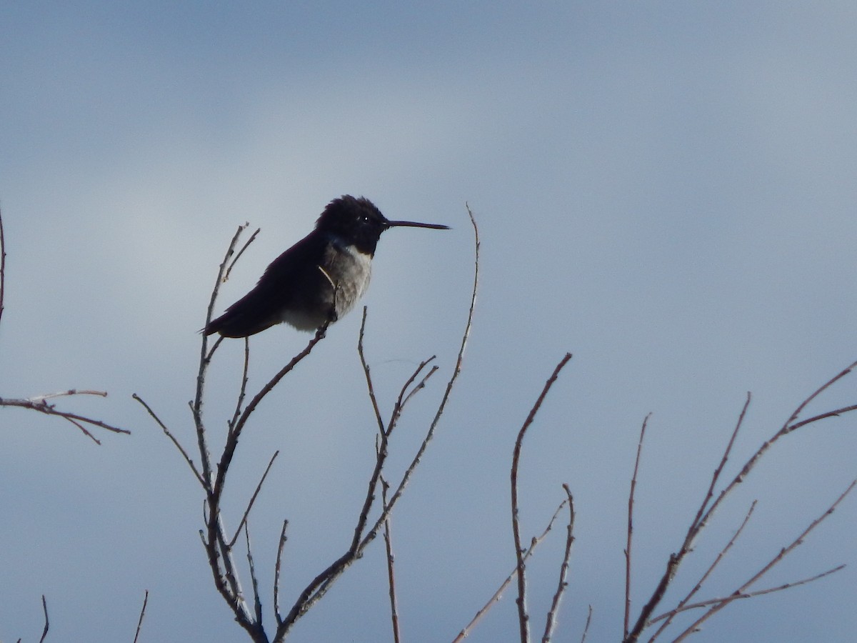Black-chinned Hummingbird - ML643391345