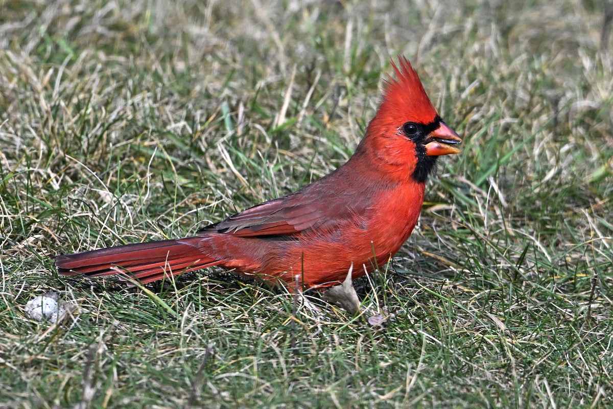 Northern Cardinal - ML643391349