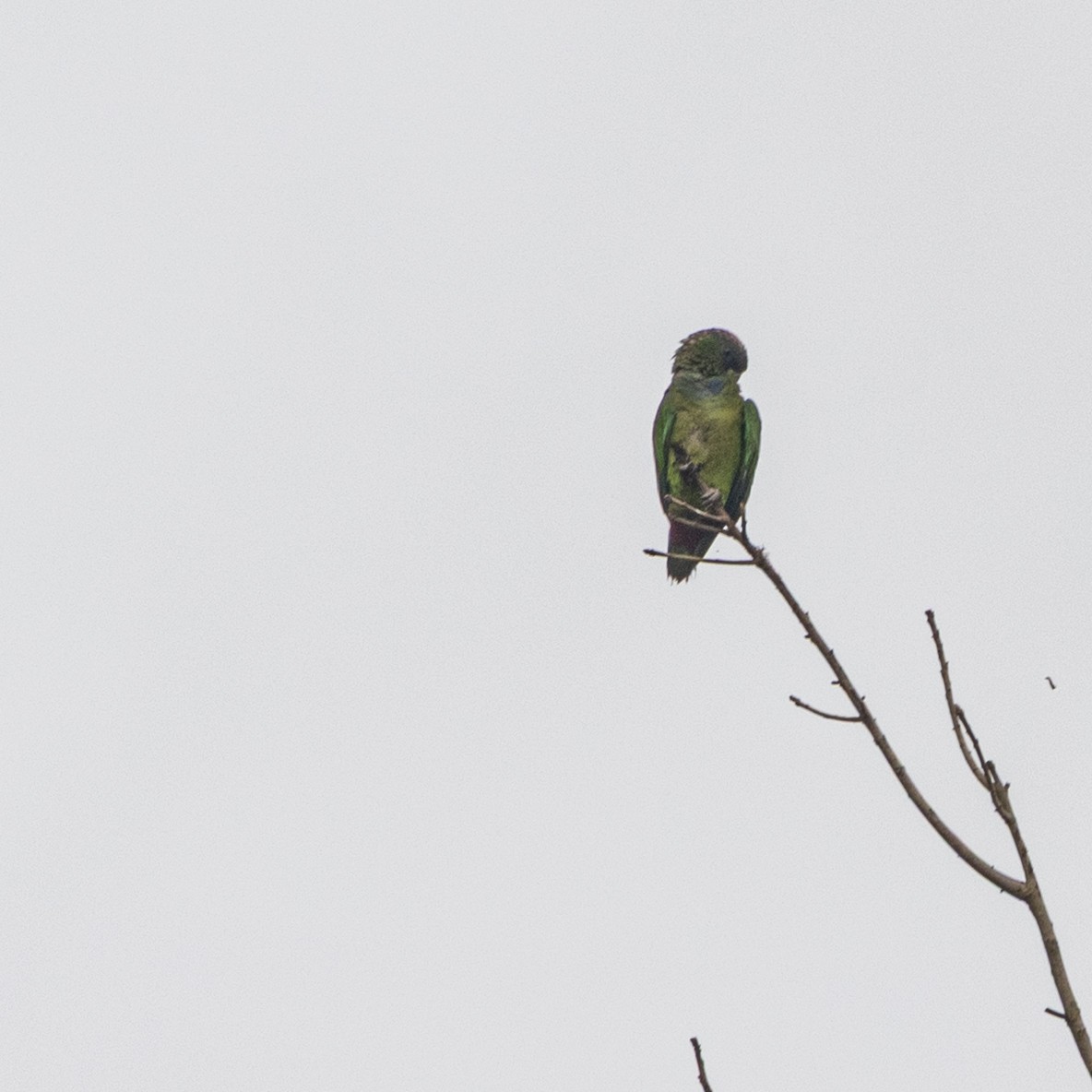 Scaly-headed Parrot - ML643391350