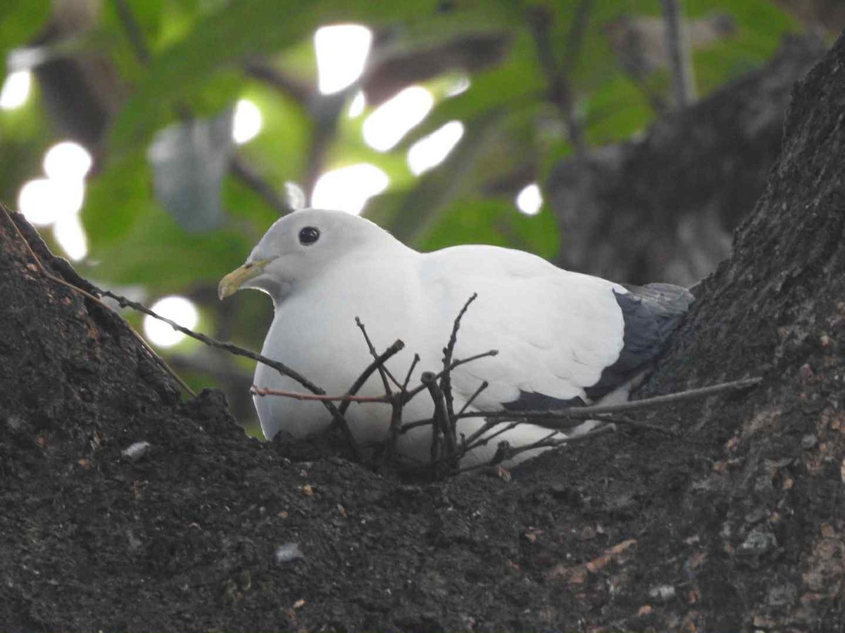 Torresian Imperial-Pigeon - ML643391351