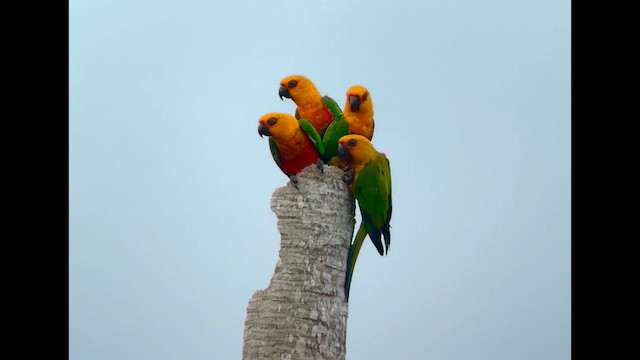 Jandaya Parakeet - ML643391353
