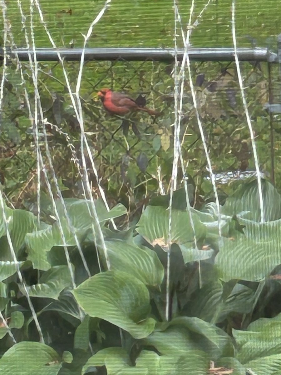 Northern Cardinal - ML643391356