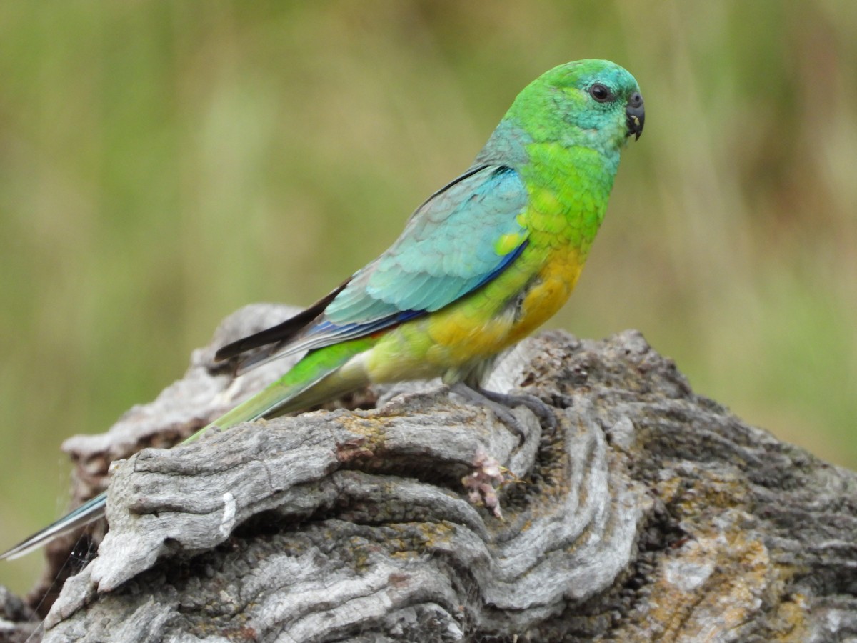 Red-rumped Parrot - ML643391361