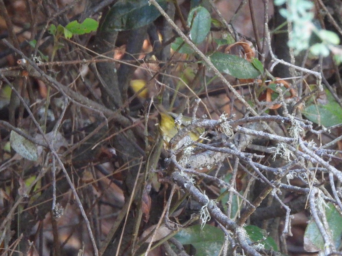 Orange-crowned Warbler - ML643391365