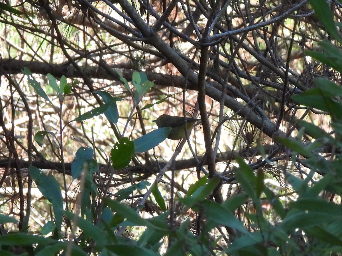 Orange-crowned Warbler - ML643391373
