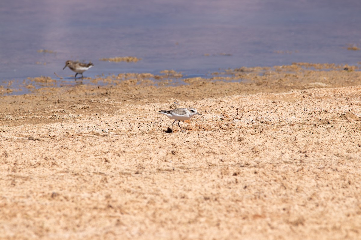 Snowy Plover - ML643391374