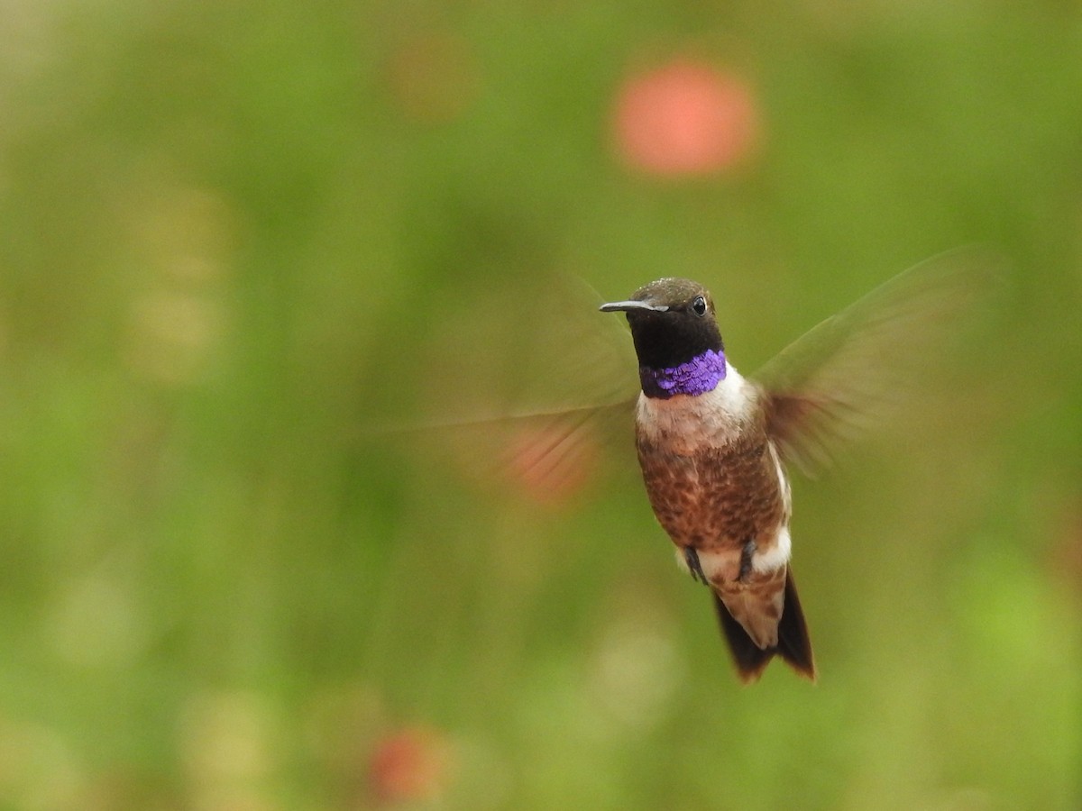 Black-chinned Hummingbird - ML643391388