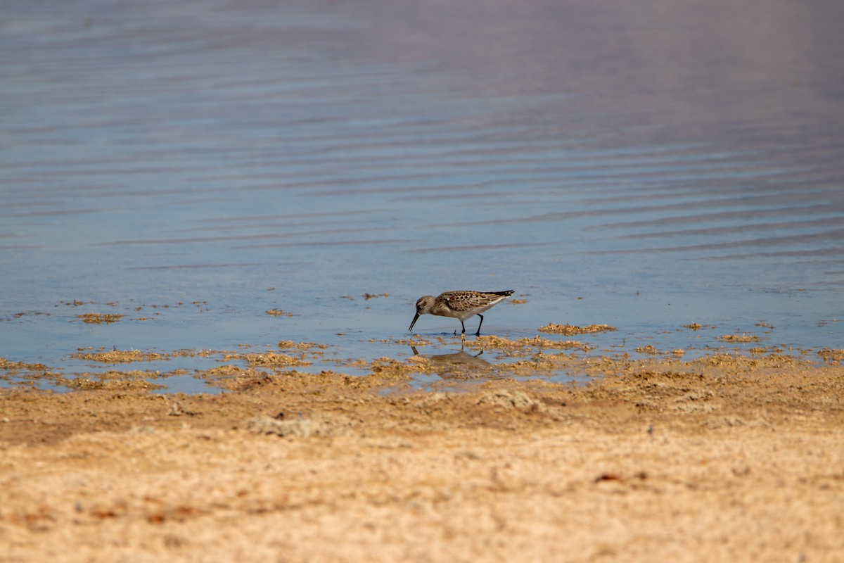 Western Sandpiper - ML643391392